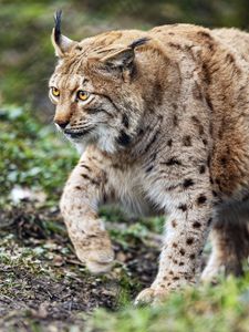 Preview wallpaper lynx, predator, animal, movement, wildlife