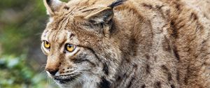 Preview wallpaper lynx, predator, animal, movement, wildlife