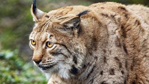 Preview wallpaper lynx, predator, animal, movement, wildlife