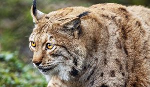 Preview wallpaper lynx, predator, animal, movement, wildlife