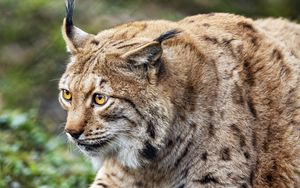 Preview wallpaper lynx, predator, animal, movement, wildlife