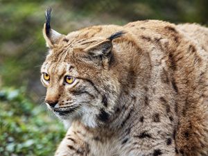 Preview wallpaper lynx, predator, animal, movement, wildlife