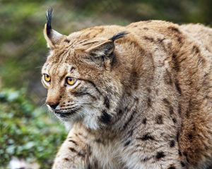 Preview wallpaper lynx, predator, animal, movement, wildlife