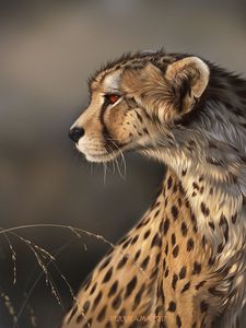 Preview wallpaper lynx, predator, art, big cat, wildlife