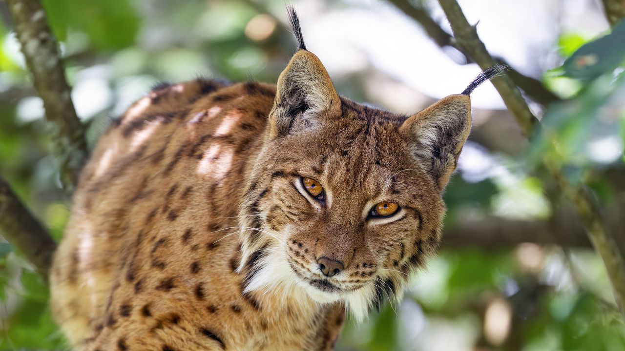 Wallpaper lynx, predator, big cat, animal, tree