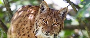 Preview wallpaper lynx, predator, big cat, animal, tree