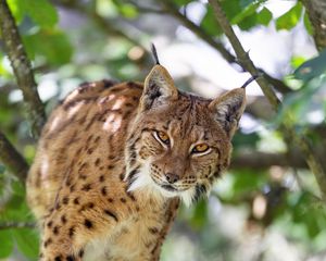 Preview wallpaper lynx, predator, big cat, animal, tree