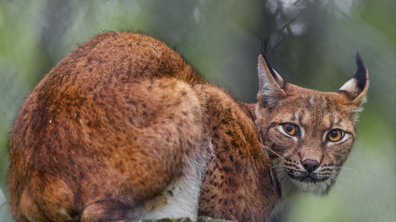 Wallpaper lynx, predator, big cat, animal, ears