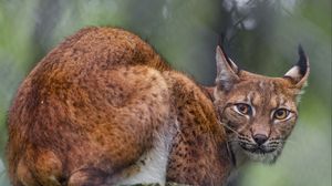 Preview wallpaper lynx, predator, big cat, animal, ears