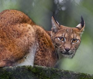Preview wallpaper lynx, predator, big cat, animal, ears