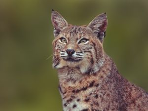 Preview wallpaper lynx, predator, big cat, muzzle