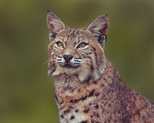 Preview wallpaper lynx, predator, big cat, muzzle