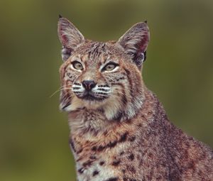 Preview wallpaper lynx, predator, big cat, muzzle