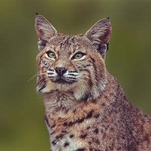 Preview wallpaper lynx, predator, big cat, muzzle