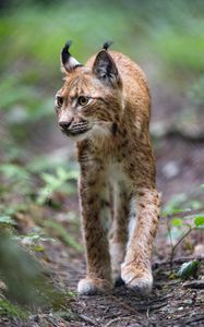 Preview wallpaper lynx, predator, big cat, wildlife, animal