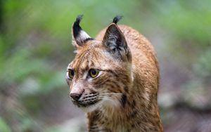 Preview wallpaper lynx, predator, big cat, wildlife, animal