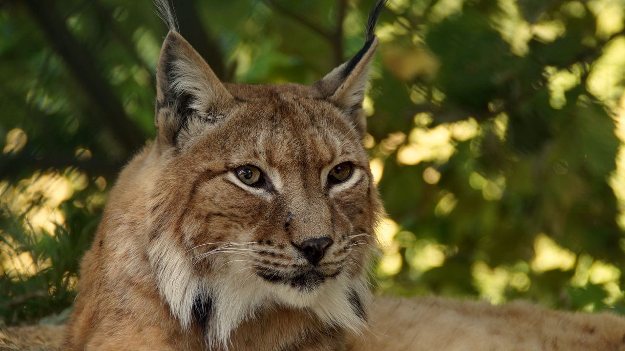 Wallpaper lynx, predator, big cat, muzzle