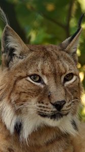 Preview wallpaper lynx, predator, big cat, muzzle