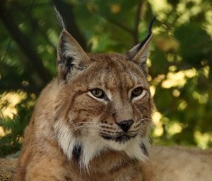 Preview wallpaper lynx, predator, big cat, muzzle