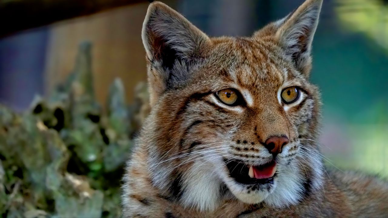Wallpaper lynx, predator, big cat, fangs