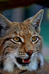 Preview wallpaper lynx, predator, big cat, fangs