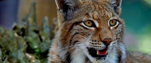 Preview wallpaper lynx, predator, big cat, fangs