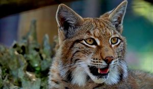 Preview wallpaper lynx, predator, big cat, fangs
