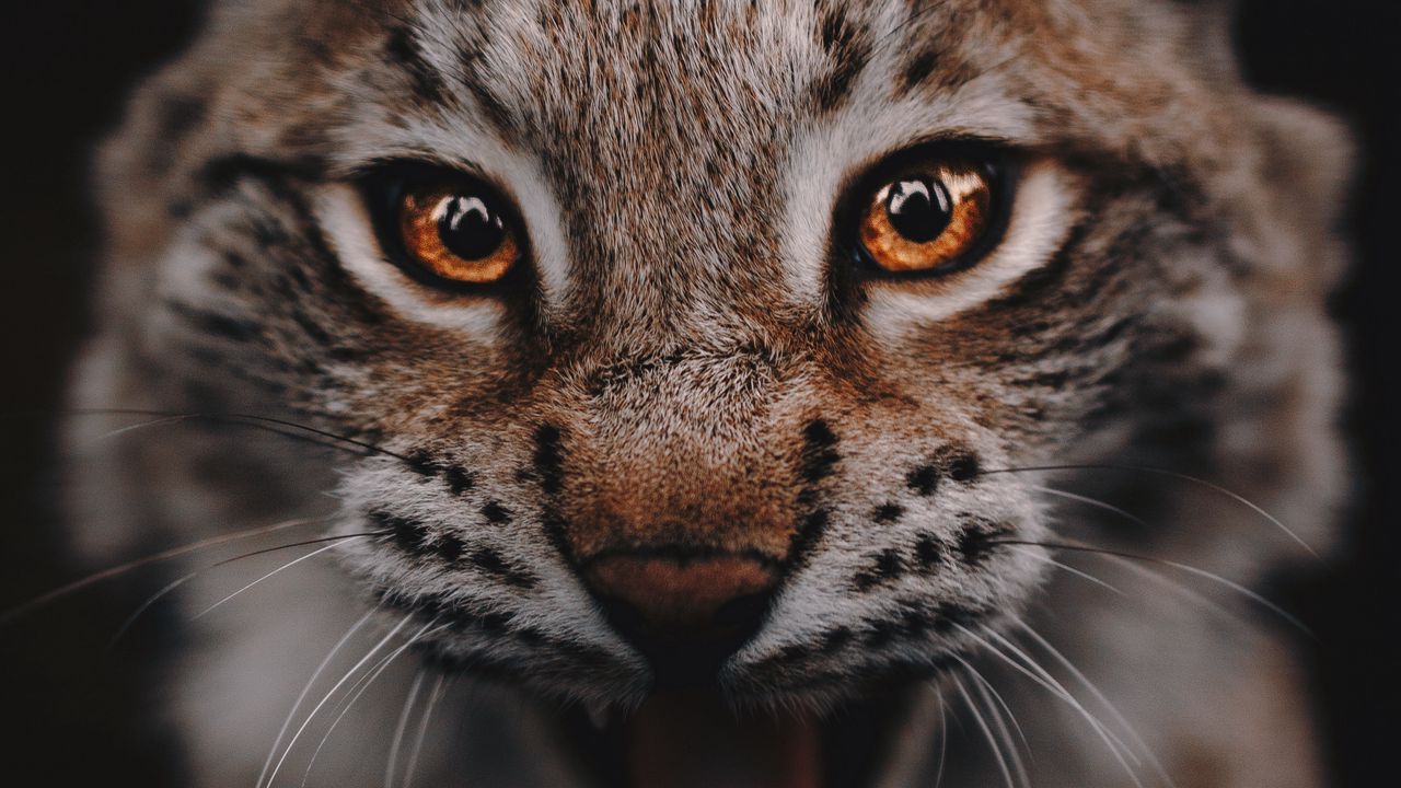 Wallpaper lynx, predator, big cat, glance, eyes