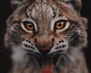 Preview wallpaper lynx, predator, big cat, glance, eyes