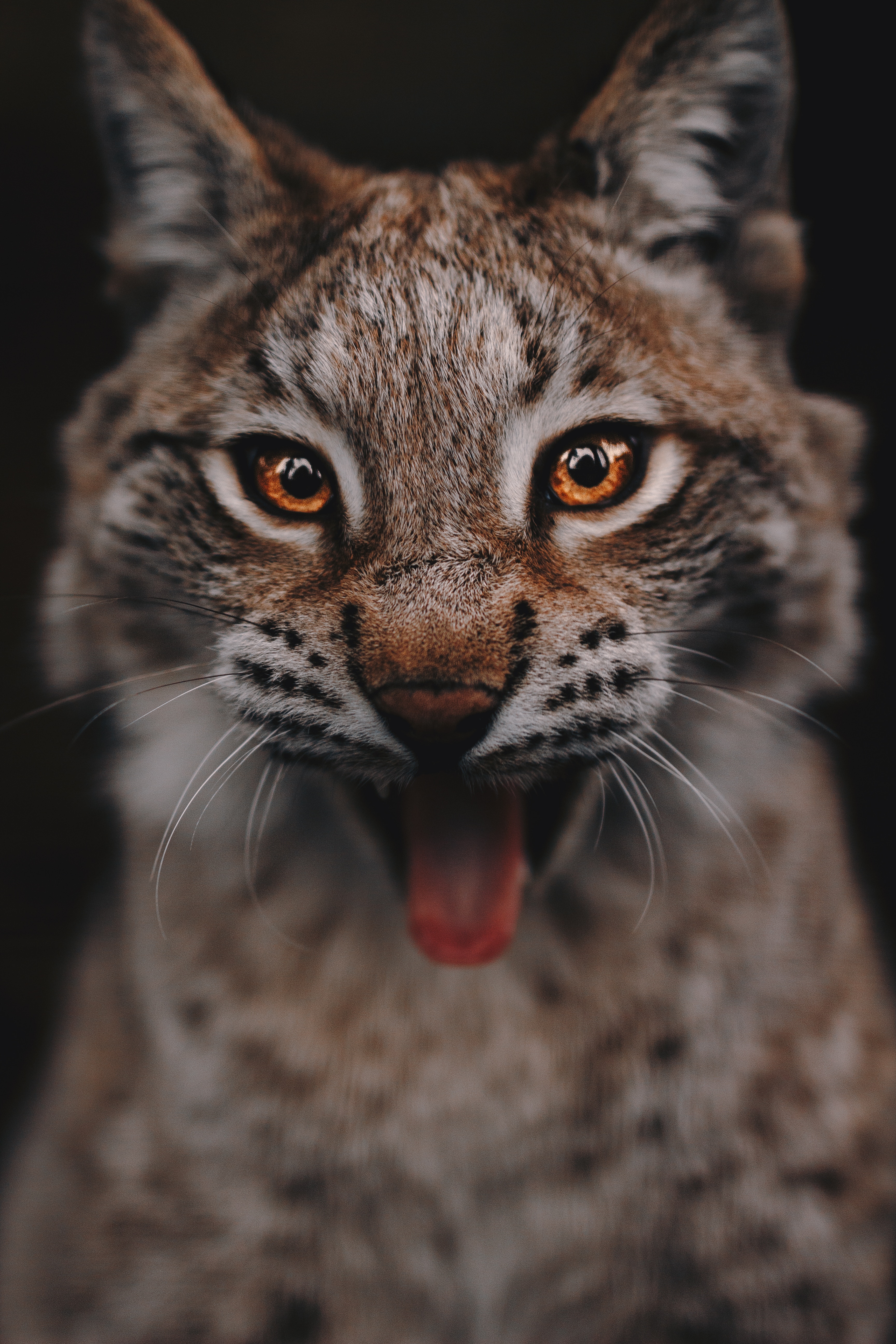3456x5184 Wallpaper lynx, predator, big cat, glance, eyes