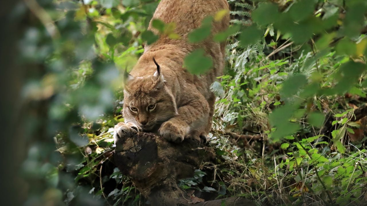 Wallpaper lynx, predator, big cat, ears, wildlife