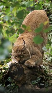 Preview wallpaper lynx, predator, big cat, ears, wildlife