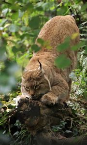 Preview wallpaper lynx, predator, big cat, ears, wildlife