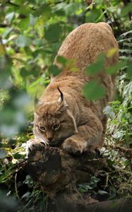 Preview wallpaper lynx, predator, big cat, ears, wildlife