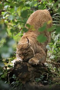 Preview wallpaper lynx, predator, big cat, ears, wildlife