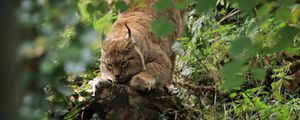 Preview wallpaper lynx, predator, big cat, ears, wildlife