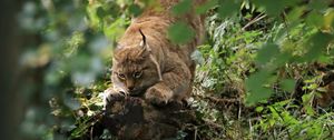 Preview wallpaper lynx, predator, big cat, ears, wildlife