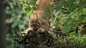 Preview wallpaper lynx, predator, big cat, ears, wildlife