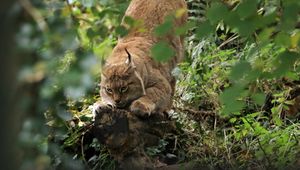 Preview wallpaper lynx, predator, big cat, ears, wildlife