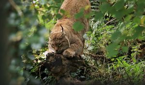 Preview wallpaper lynx, predator, big cat, ears, wildlife