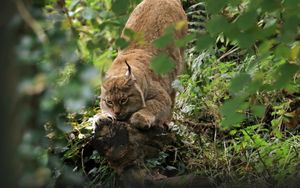 Preview wallpaper lynx, predator, big cat, ears, wildlife