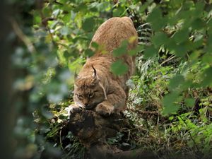 Preview wallpaper lynx, predator, big cat, ears, wildlife