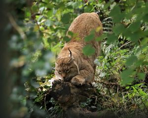 Preview wallpaper lynx, predator, big cat, ears, wildlife