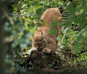 Preview wallpaper lynx, predator, big cat, ears, wildlife