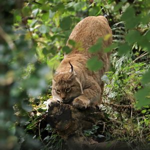 Preview wallpaper lynx, predator, big cat, ears, wildlife