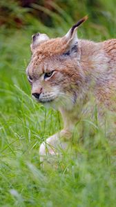 Preview wallpaper lynx, predator, big cat, glance