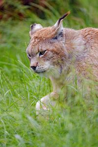 Preview wallpaper lynx, predator, big cat, glance