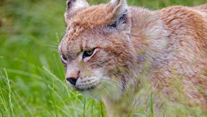 Preview wallpaper lynx, predator, big cat, glance