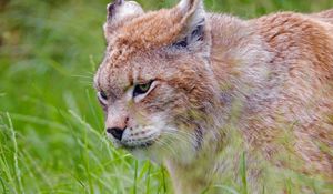 Preview wallpaper lynx, predator, big cat, glance