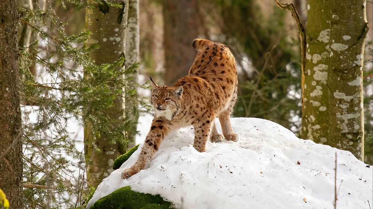 Wallpaper lynx, predator, big cat, snow, trees